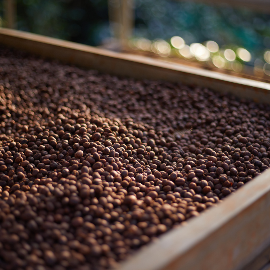 Close-up of coffee cherries in a wooden tray with a blurred outdoor background