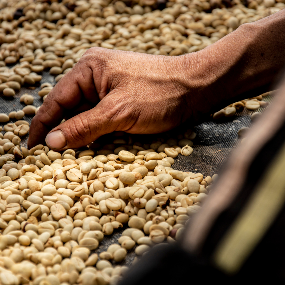 Transcend Coffee Copan raw green coffee