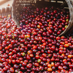 Close-up of red coffee cherries spilling out of a wooden basket.