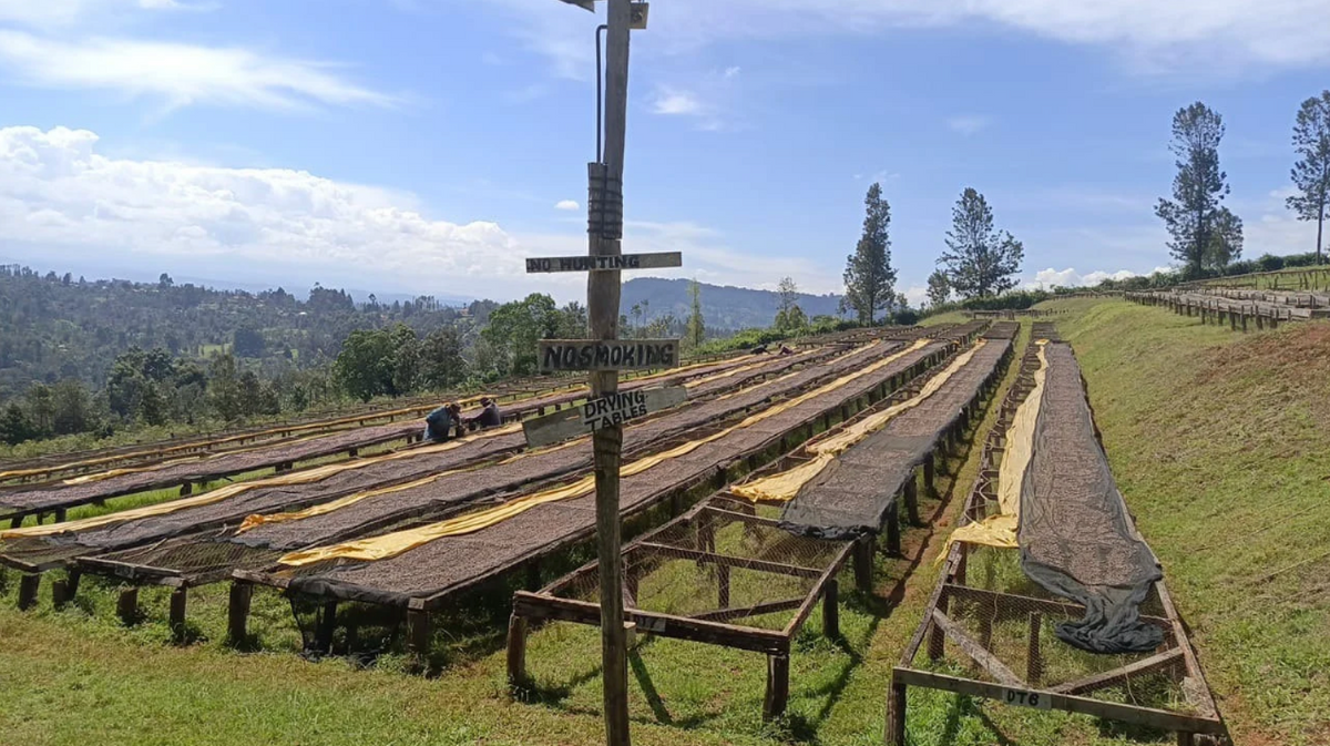 Coffee drying tables at Ndiaini Factory in Nyeri, Kenya