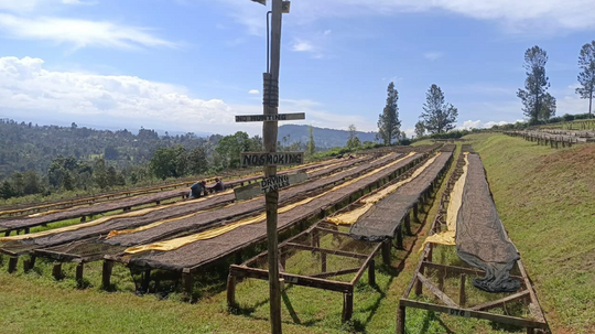 Coffee drying tables at Ndiaini Factory in Nyeri, Kenya