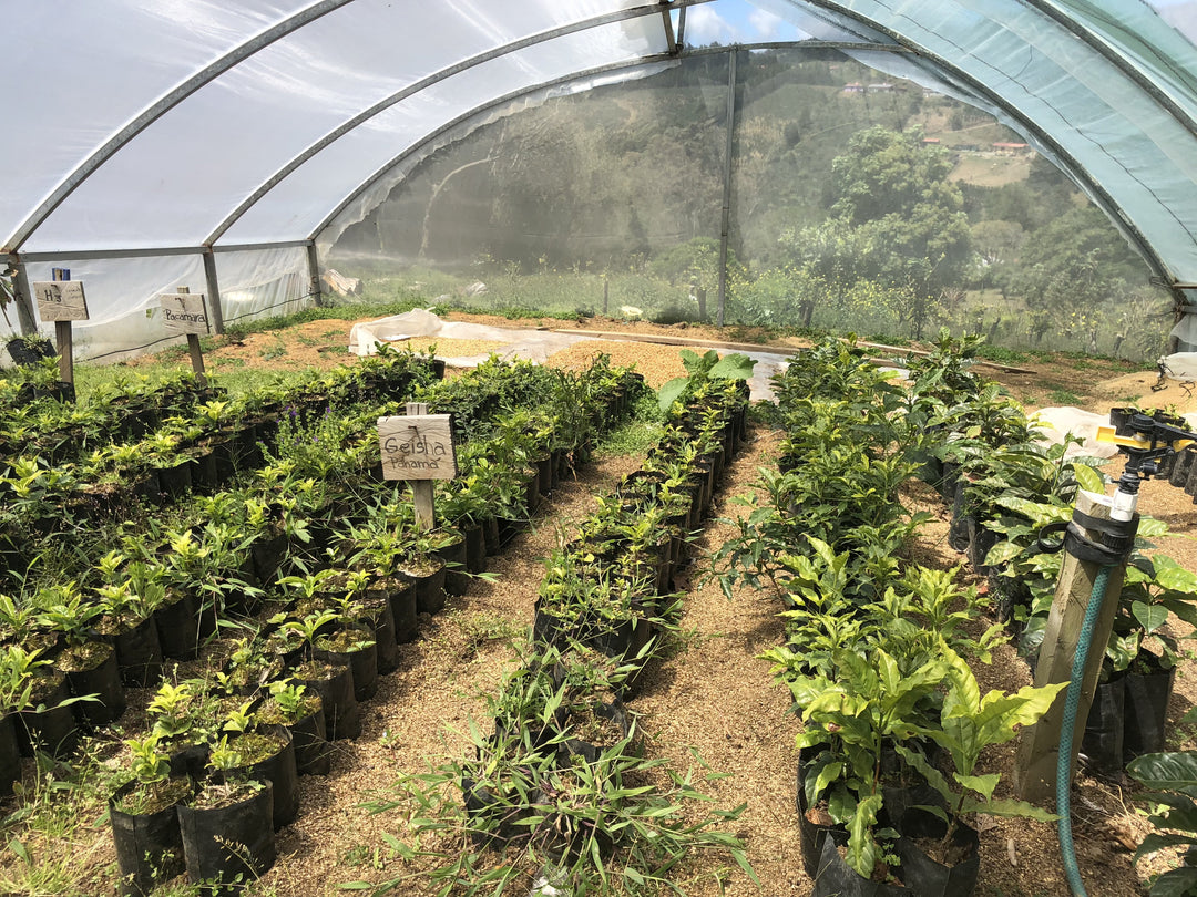 Coffee cultivation at Exclusive Coffee in Costa Rica