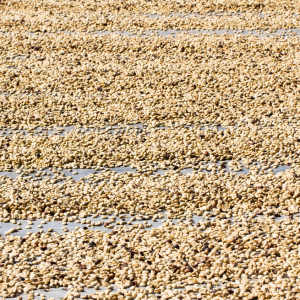 Sun-dried green coffee