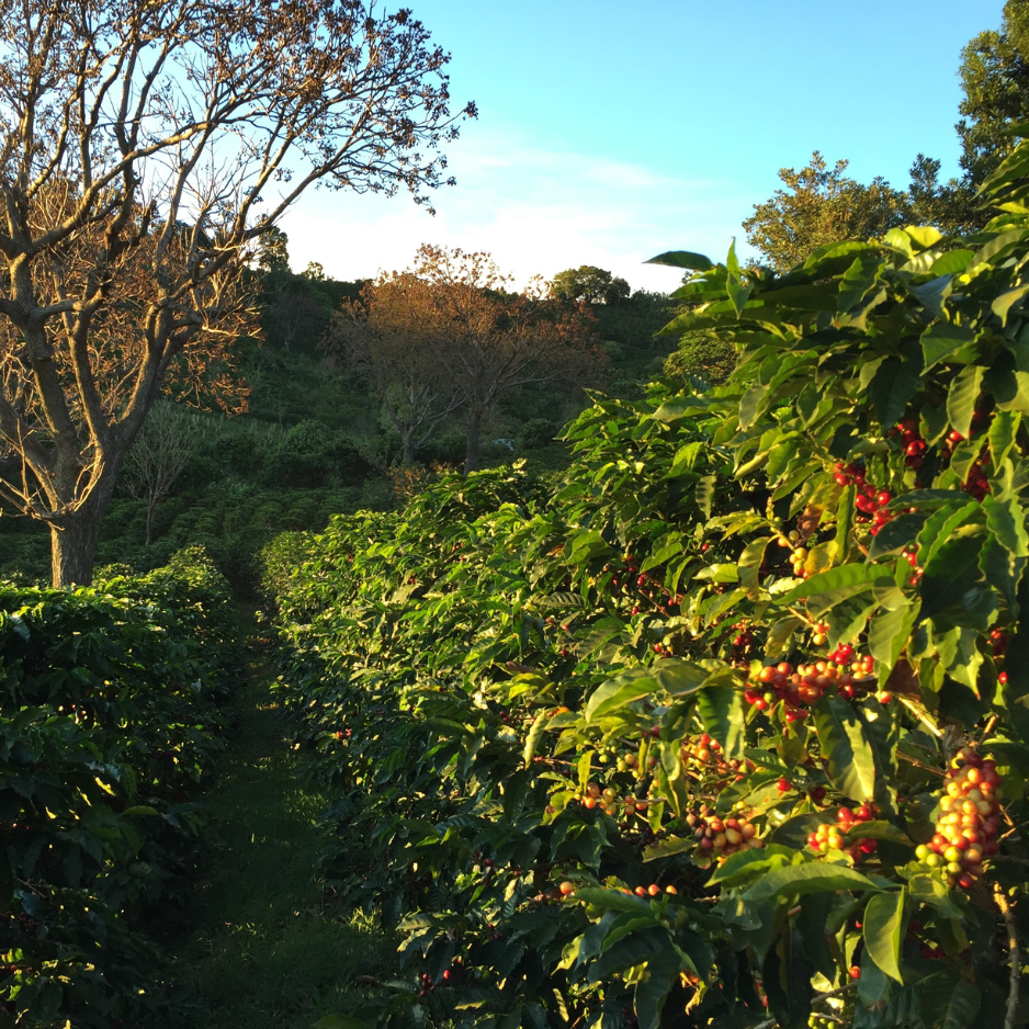 Coffee Trees with fruit in Costa Rica