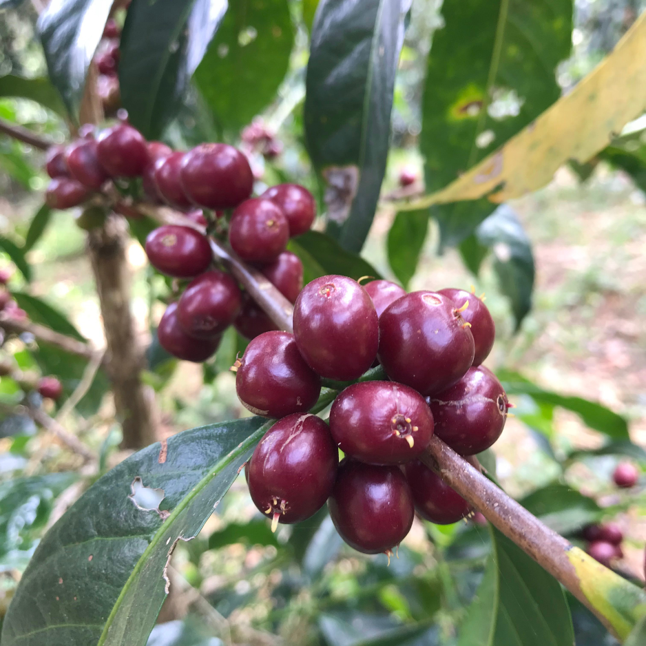 Wote Konga raw green coffee.